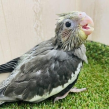 可愛くギャーギャー鳴いてアピール💓　オカメインコ　ノーマル