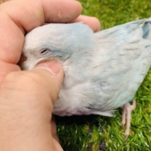 待望の！！　　オキナインコ　ブルーオパーリン入舎です！！　Ｒ4.10/８撮影