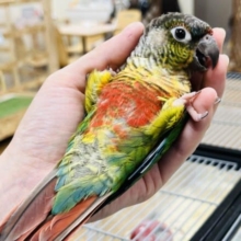 虹色カラーの甘えんぼ？♡ワキコガネウロコインコ