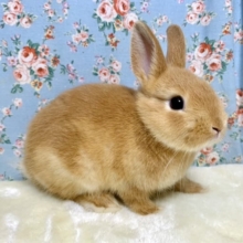 ネザーランドドワーフラビット🐰  オレンジ  男の子  10/19