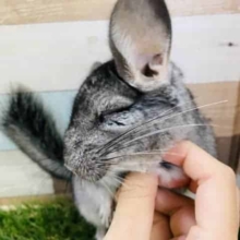 期間限定☆個性豊かなチンチラフェア開催中！！