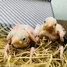 人気の高い白文鳥！！２羽でやって来ました〜