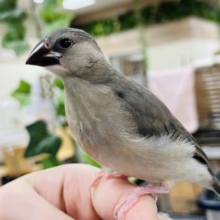 【最新画像のご紹介です！】たくさん食べて大きくなるぞー！桜文鳥 ヒナ