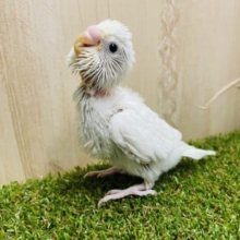 なんとなんと‼️久しぶりなんです❤️ セキセイインコ　ダブルファクターホワイト