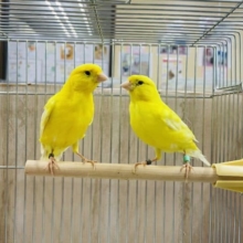 🍋〜レモンカナリア〜🍋ムフクになります‼️ ♂♀います🍋