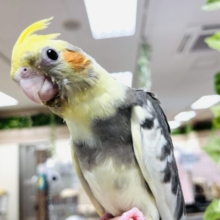 【1人餌です‪☆最新画像更新！！】ぐいぐい押してきます♪　　むっちりオカメインコ　パイド☆