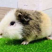 画像更新☆鳴きモル♪テディモルモット♡