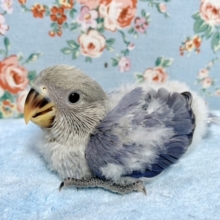 コザクラインコ  バイオレット💜🌿  10/22