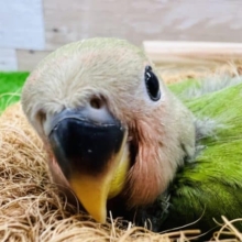 最新画像更新☆カメラ目線が上手♡小桜インコのノーマルカラー☆