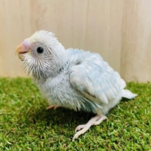 背中に注目〜！！とっても綺麗なんです✨　セキセイインコ　スパングルパイド
