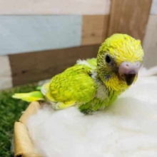大人しくて落ち着きのあるヒナさん！セキセイインコのスパングルカラー！