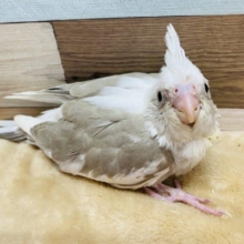 落ち着いたカラーのオカメインコ☆ホワイトフェイスシナモンパイド！