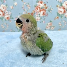 コザクラインコ🌸🌿  ノーマル  10/22