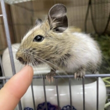 仔デグーズ‼️ テクテクデグー③ パイド