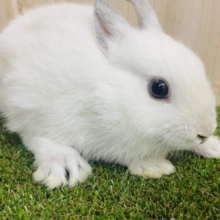 最新画像になりますよ‼️みんなを虜にしちゃうふんわり白ウサギさん🐇　ネザーランドドワーフラビット　フロスティ　女の子　