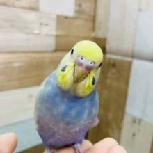 最新画像有り！あまり見かけない？暗くて落ち着きのある色味のセキセイインコ！
