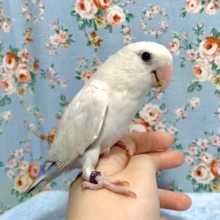 コザクラインコ  パリッドバイオレットシナモン  🌱｡゜10/22