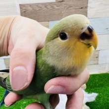 最新画像更新☆ぴっとり寄り添ってきます！オレンジフェイスのコザクラインコ！