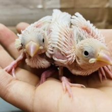 あと１羽！人気度No.1☆真っ白な白文鳥やって来ました！