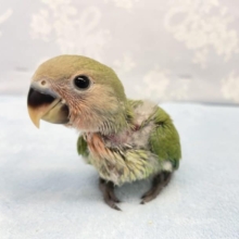甘えん坊❤️コザクラインコ(ノーマル)  2022年9月生まれ