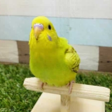 最新画像有り☆密かに人気なカラーのヒナさんです！セキセイインコのシナモンオパーリンカラー！
