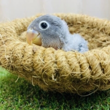 わっしょいラブバード祭りだよ‼️②はじめまして、ブルーのボタンインコです💓　ボタンインコ　ブルー