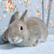 ネザーランドドワーフラビット  グレー系  男の子    10/30🐰