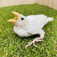 最新画像になりますよ‼️ピュアピュア白ちゃん！登場です！　白文鳥
