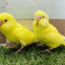 あと一匹！セキセイインコルチノー☆２羽やって来ました〜