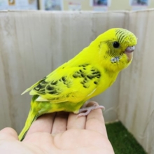 最新画像になりますよ‼️黒模様多め！虎っぽくかっこよくなりたい‼️　セキセイインコ　ハルクイン