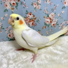 手乗りオカメインコ  ルチノー🐤  10/20