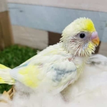 イエロー多めな元気っ子！セキセイインコのパステルレインボーパイドカラー！