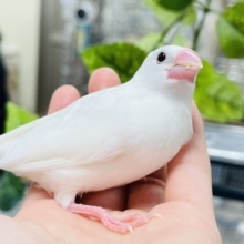 【最新画像更新！！】まだ歩けませんっ！！　ヒナですもの☆　白文鳥～～