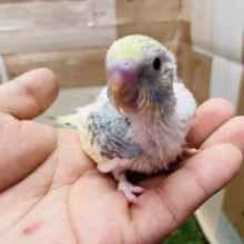 馴れる予感がプンプンします！セキセイインコのパステルレインボーパイドカラー！