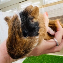 手のひらサイズの短毛モルモット♀