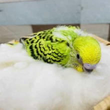 照れ屋でキュートなヒナさんです！セキセイインコのオパーリンカラー！