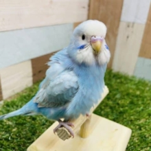 最新画像有り☆明るくて魅力的なカラーです！セキセイインコスパングル♪