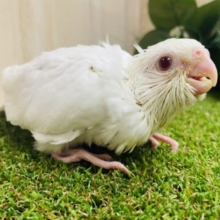 必殺！メロメロずっきゅん顔〜💕　オカメインコ　ピュアホワイト　