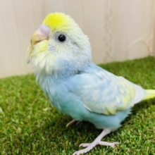 最新画像になりますよ‼️あんま見られると恥ずかしいけど🤍(*´∀｀*)  セキセイインコ　パステルレインボースパングル