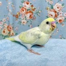 セキセイインコ  クリーム系 4色ハルクイン🐥   10/4