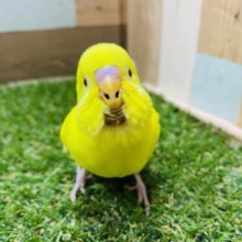 最新画像有り！ひよこさんみたいで可愛いコ！セキセイインコのルチノーカラー！