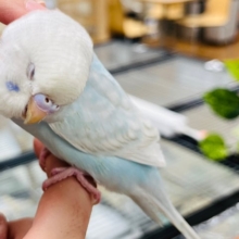 淡々カラーの甘えんぼ♡♡セキセイインコ(ホワイトウィング)
