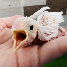 きたよー!白文鳥ひな！