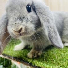 最新画像になりますよ‼️ぬいぐるみのようなたれ耳うささん🐇　ロップイヤーラビット　ブルーオター　男の子　