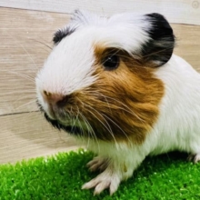 ちびちび！お顔だけ三色クレステッドモルモットちゃん♡