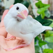 人気者がやってきたー！！白文鳥‪☆ヒナ