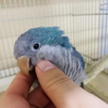 最新画像になりますよ！！えけえけっ♪♪♪ この独特な動きがたまりません♡ オキナインコ　ブルー