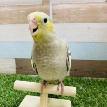 最新画像有り☆ずっしりと重い！！しっかり体型のオカメインコさん☆