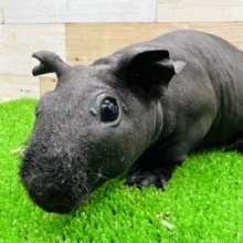 漆黒のスキニーギニアピッグ♀