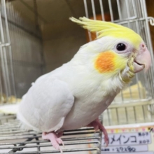 1人餌！最新画像になりますよ‼️②オカメインコ ルチノー 9月生まれ